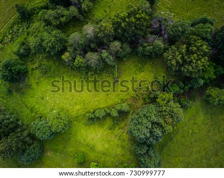 Top view aerial shot of the green forest 
