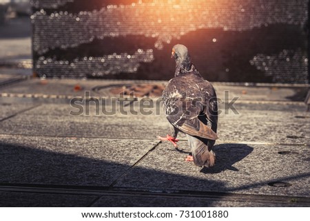 The back of a pigeon, Very cool Poses