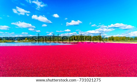 Ripe Cranberries floating in the lagoon during harvest in the Glen Valley area of the Fraser Valley in Southern British Columbia, Canada under blue sky Royalty-Free Stock Photo #731021275