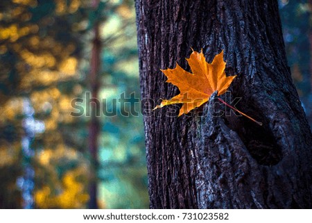 Orange leaf on the tree