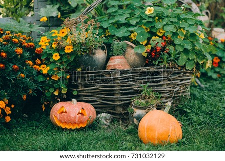 Jack o lanterns Halloween pumpkin