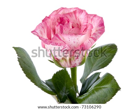 Picture of pink rose on white background