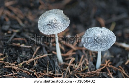 Early Morning View of Two White Mushrooms Growing on Black Mulch