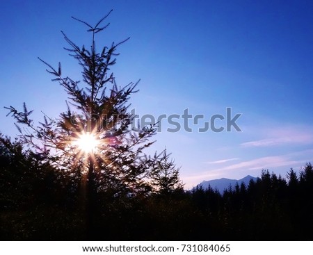 Beautiful autumn sunrise in Western Washington with a nice orange sunburst through an evergreen tree, nice blue sky in background & Mount Washington peaking out above a line of silhouette evergreens.