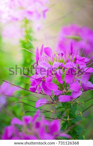 The background image of the colorful flowers, background nature