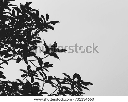 Tree with leaves on a white background.