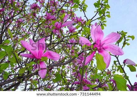 Pink flowers of the magnolia tree in spring in Paris