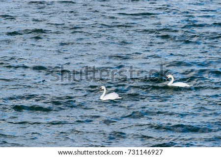 two mute swans swimming in Draycote Waters, UK
