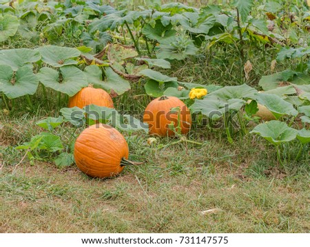 3 pumpkins and a flower