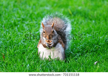 Furry Eastern gray squirrel (sciurus carolinensis) in the grass
