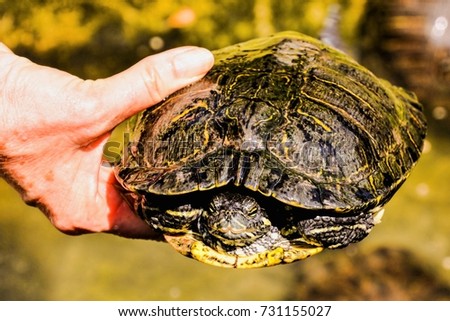Photo picture Common turtle Slider Trachemys scripta animal reptile amphibian