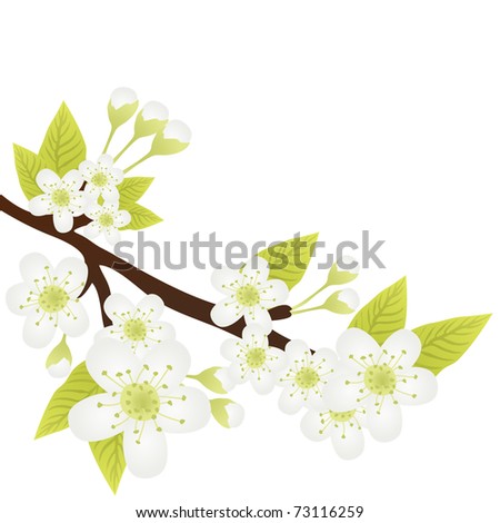 Vector illustration of apple-tree branch with flowers isolated on white