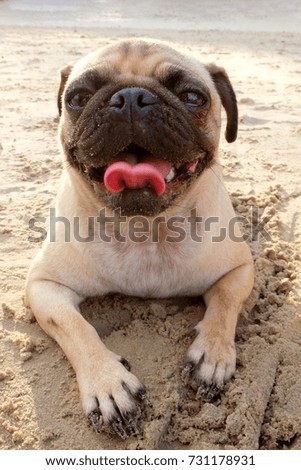 Pug on the beach