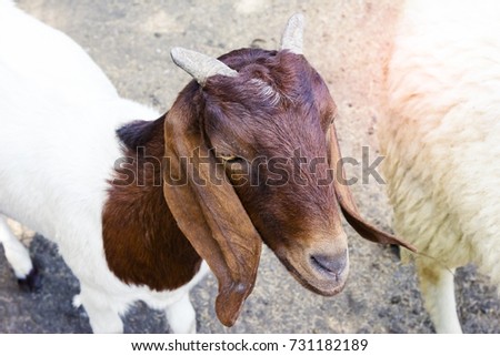 Goat in farm,thailand 