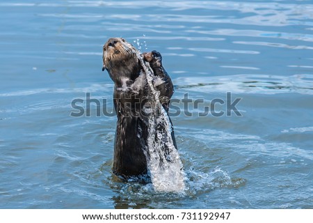 A wild young California Sea Otter (Enhydra lutris) jumps and splashes in the water while playing with a round stone, in shallow waters of Monterey Bay, California, near Big Sur and Carmel by the Sea.