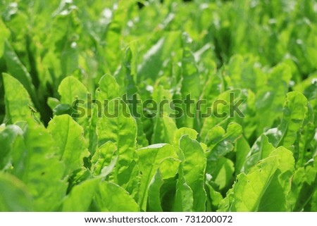Fresh Vegetables Green Hydroponics