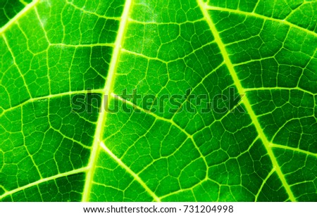 Pattern of green leave
