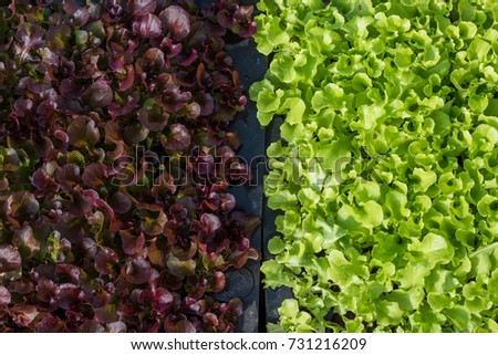 Purple and green Salad plant background stock photo