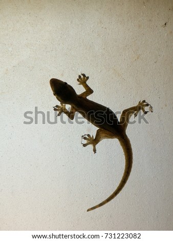Silhouettes house lizard on the ground glass. Look scary to make witch, halloween, Black Magic background.