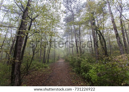 path covered with leafs in the green forest 