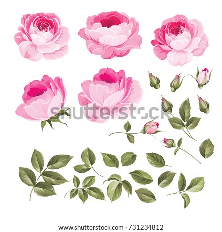 Vintage flowers set overwhite background. Wedding flowers bundle. Flower collection of watercolor detailed hand drawn roses. Vector illustration.