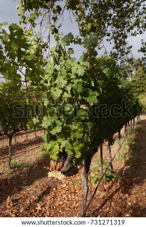 Grape wines in vineyard, Napa Valley

