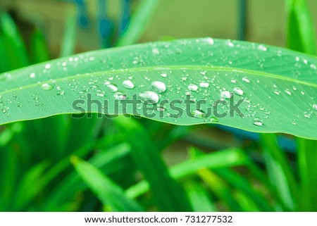 green banana leaf pattern with texture water drop in the morning beautiful for background  isolated on white background and clipping path. select focus shallow depth of field
