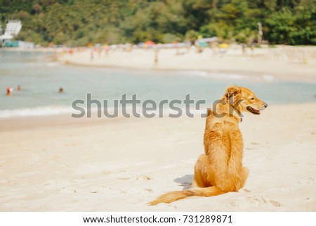 beautiful adult red-haired dog waiting for the owner on the beach on a tropical island in the summer. In the background, the beach with resting people.