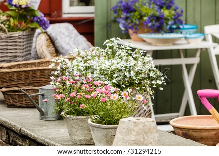 Gardening, nature concept. Closeup of beautiful little white pink flowers, daisies in pots outside