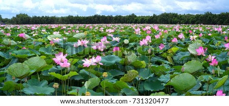 The panorama of lotus ponds in peaceful and quiet countryside. This is the flower of the Buddha and is useful for human food Royalty-Free Stock Photo #731320477