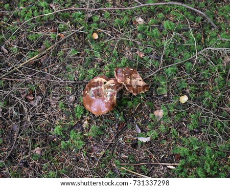 a mushroom that has been nibbled at