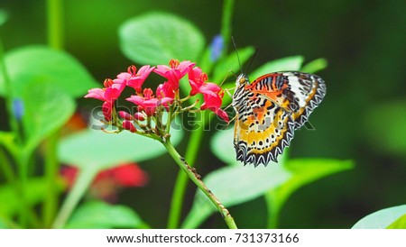 Orange Butterfly on the red flower