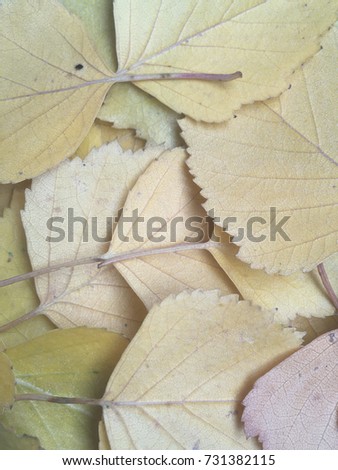 autumn leaves. 