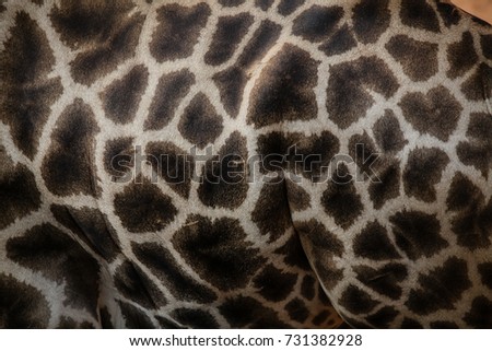 Giraffe in forest Africa,animal texture background.