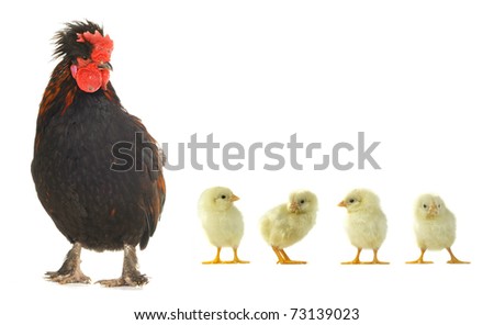  black cock  and chicks on a white background