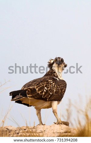 Osprey. Nature background. Bird: Western Osprey. Pandion haliaetus.