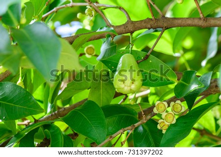 Syzygium jambos / Eugenia javanica  (Rose apple, Java apple) ; An appearance colorful of young buds & light green of ripe fruits. Hanging down from terminals, on the long branches. Cover by leaves.