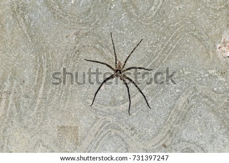 spider missing one leg on cement wall after fighting