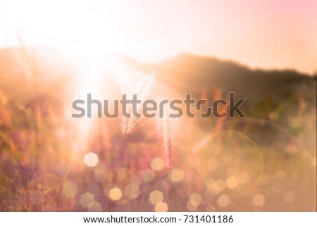Sunset over mountain with Feather pennisetum or Mission grass backlitght glow against the sunlight with sunflare and bokeh, high mountain background landscape. Sunset over mountain bokeh.