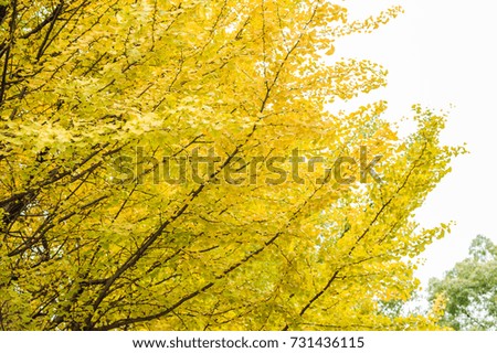 Beautiful autumn background, Ginkyo trees in ueno national park in japan