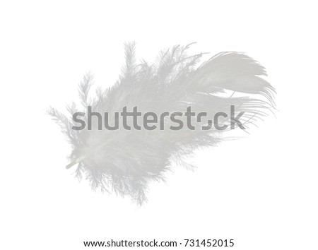 Beautiful white feather isolated on white background