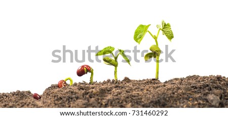 seed germination process isolate on white background Royalty-Free Stock Photo #731460292