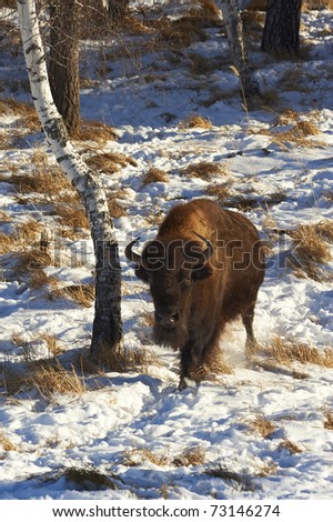 Bison going to winter wood