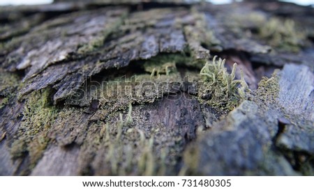 Old roof with moss and lichen macro