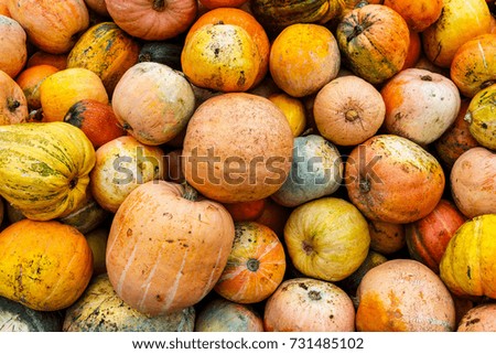 Pile of pumpkins background.