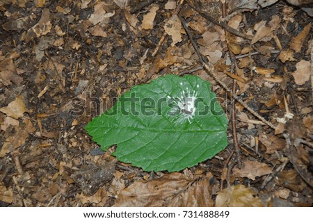 leaf of a tree with a picture