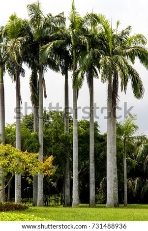 Palm unbranched evergreen tree with a crown of long feathered or fan-shaped leaves, and typically having old leaf scars forming a regular pattern on the trunk.