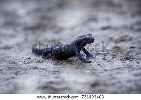 Reptile, Black Salamander