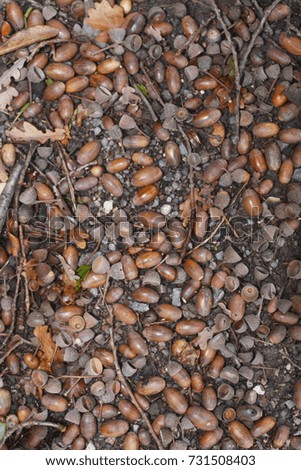 brown acorns lying on the bottom