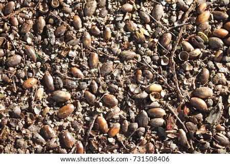 brown acorns lying on the bottom